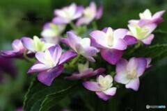 紫陽花