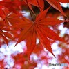 見ごろの紅葉