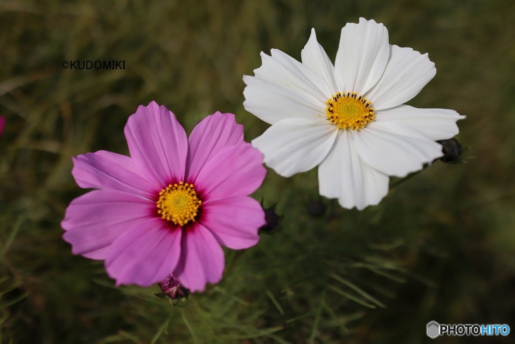 二輪のコスモス