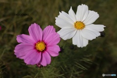 二輪のコスモス