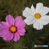 二輪のコスモス