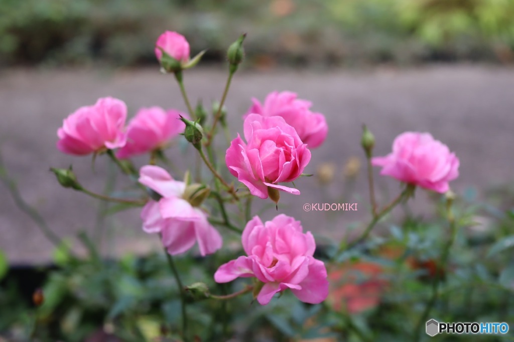ミニ薔薇