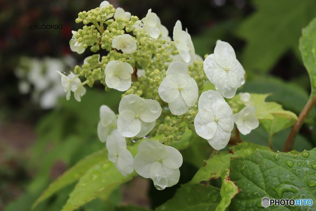 雨で潤う紫陽花