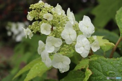 雨で潤う紫陽花