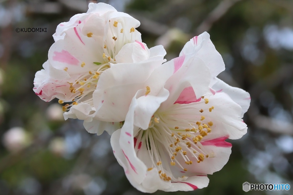 花桃