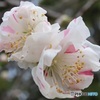 花桃