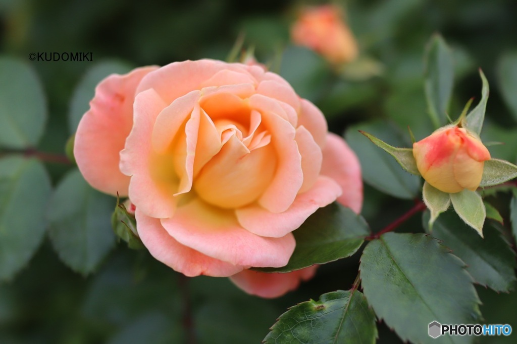 秋薔薇