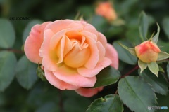 秋薔薇