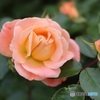 秋薔薇