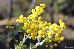 三角葉アカシア