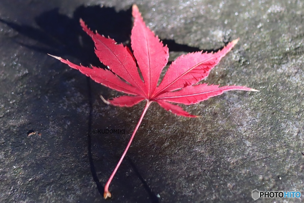 一枚の紅葉