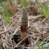 つくし発見