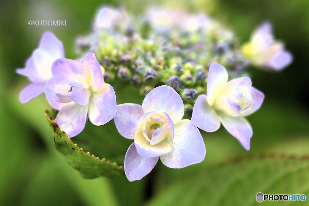 紫陽花