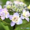 紫陽花