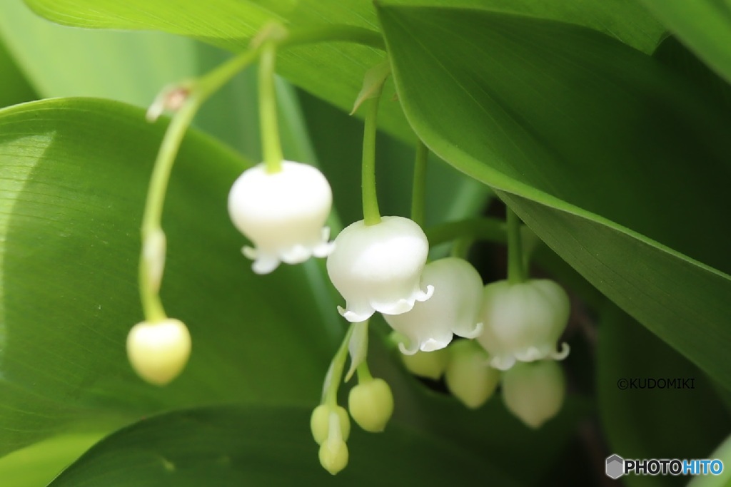 花柄が長い