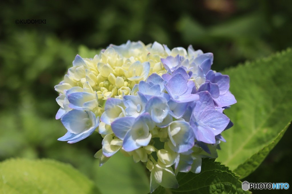 多様な花たち