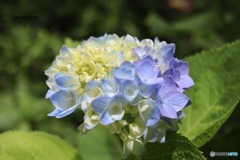 多様な花たち