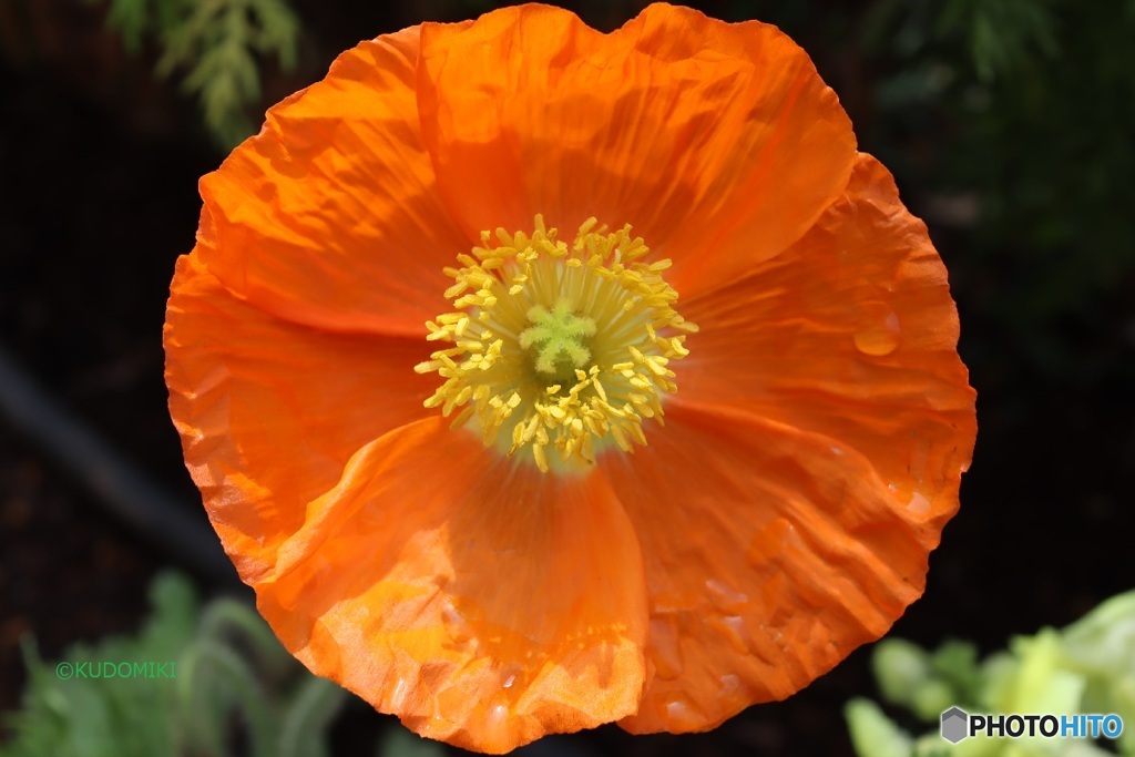 春の花壇で