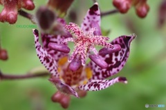 ホトトギスの花