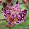 ホトトギスの花