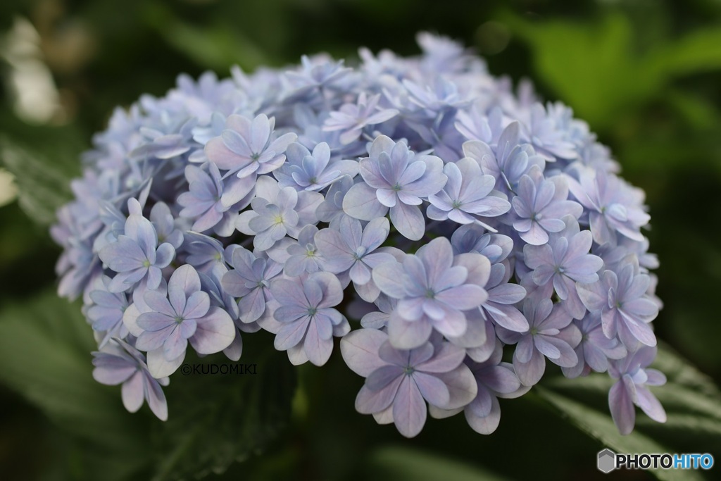 造花じゃないわよ