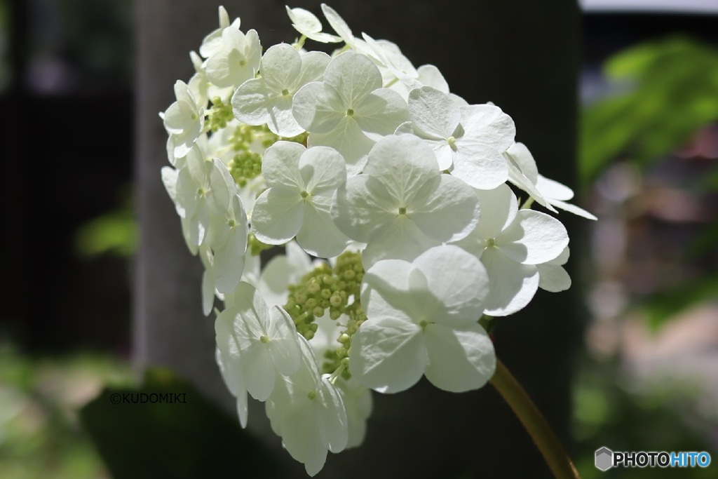 柏葉紫陽花