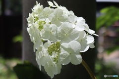 柏葉紫陽花