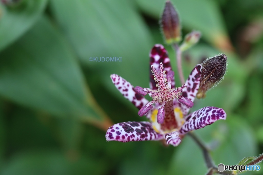 ホトトギスの花
