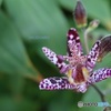 ホトトギスの花