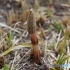つくし出た