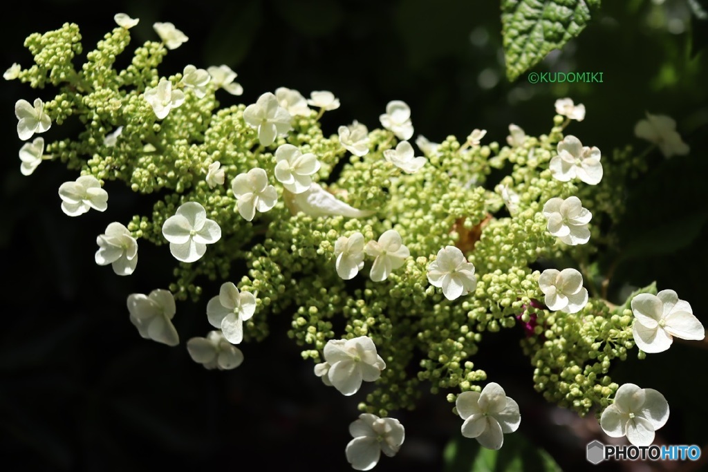柏葉紫陽花
