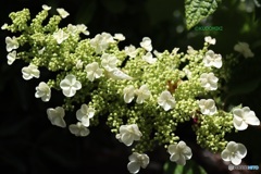 柏葉紫陽花