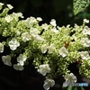 柏葉紫陽花