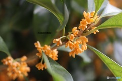 開花した金木犀