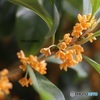 開花した金木犀