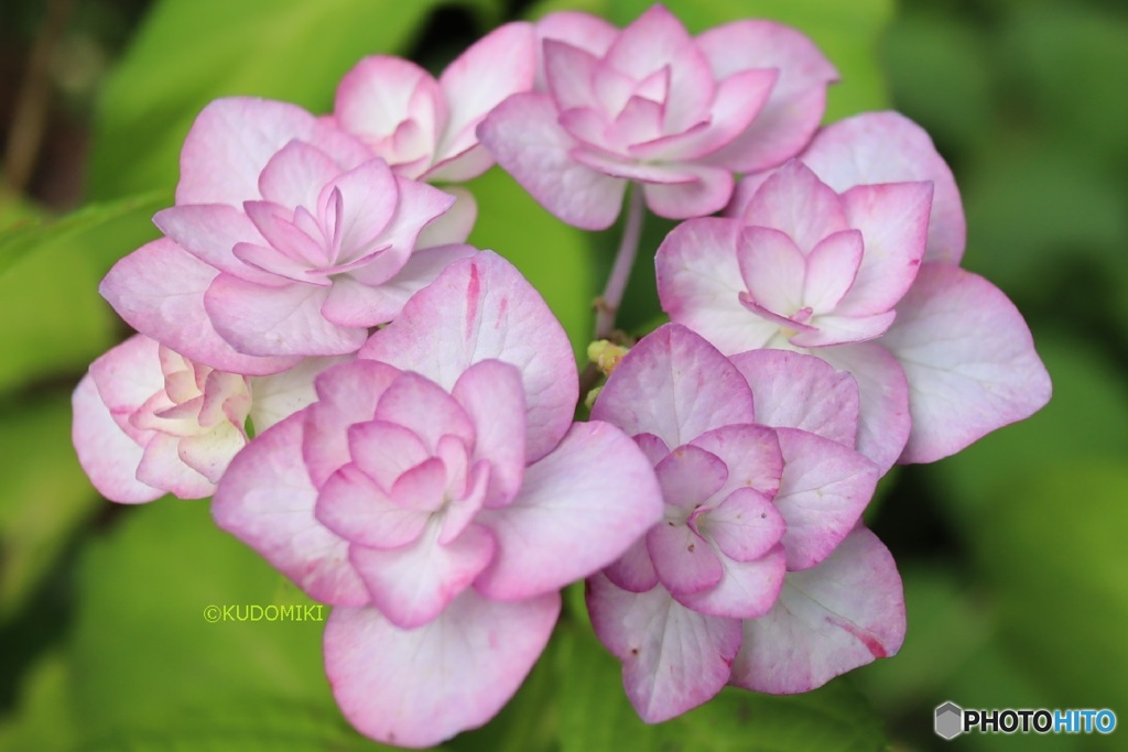 八重額紫陽花