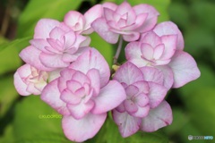 八重額紫陽花