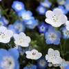 白が混じるネモフィラ