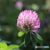紫詰草
