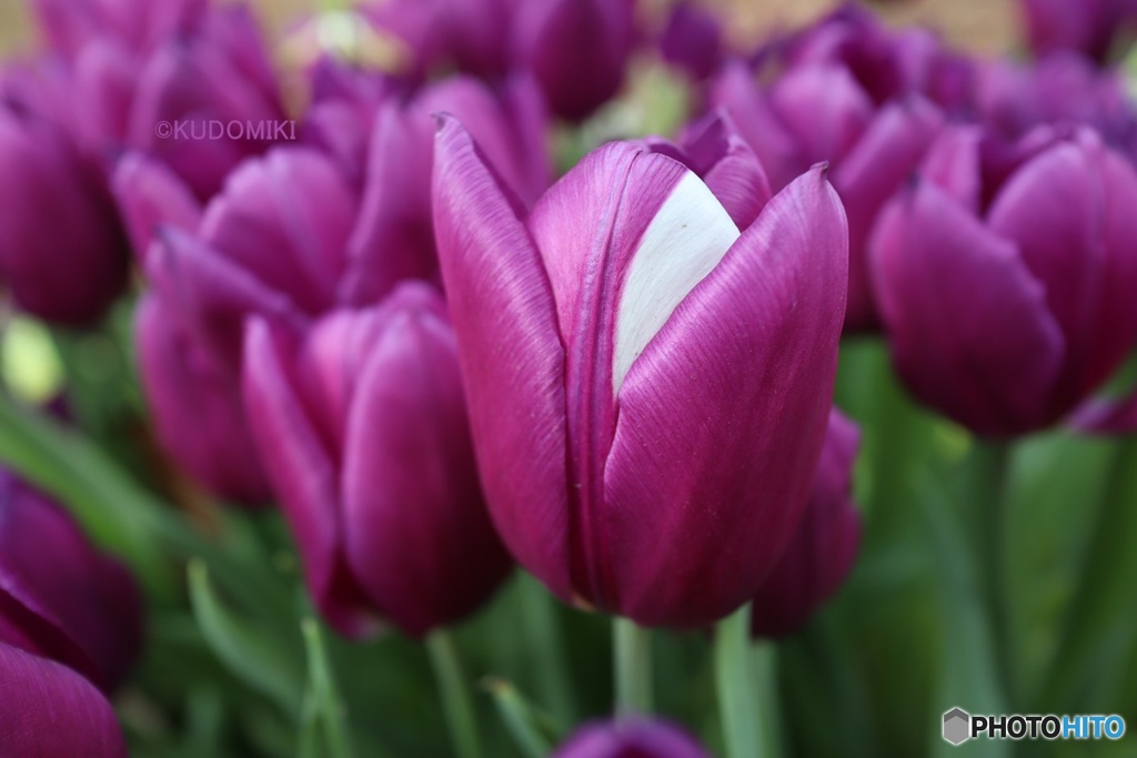 アイスチューリップ