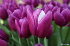 アイスチューリップ