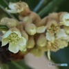 ビワの花