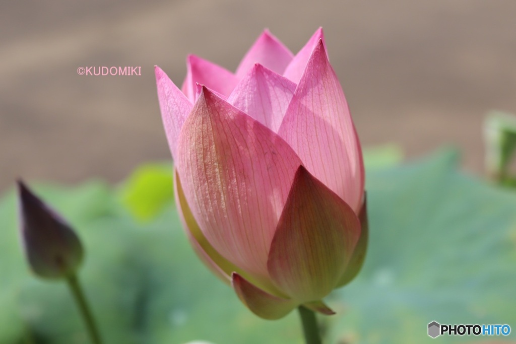 鉢植えの蓮