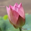 鉢植えの蓮