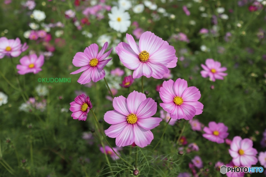 コスモス見ごろ