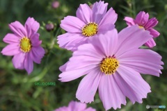 コスモス