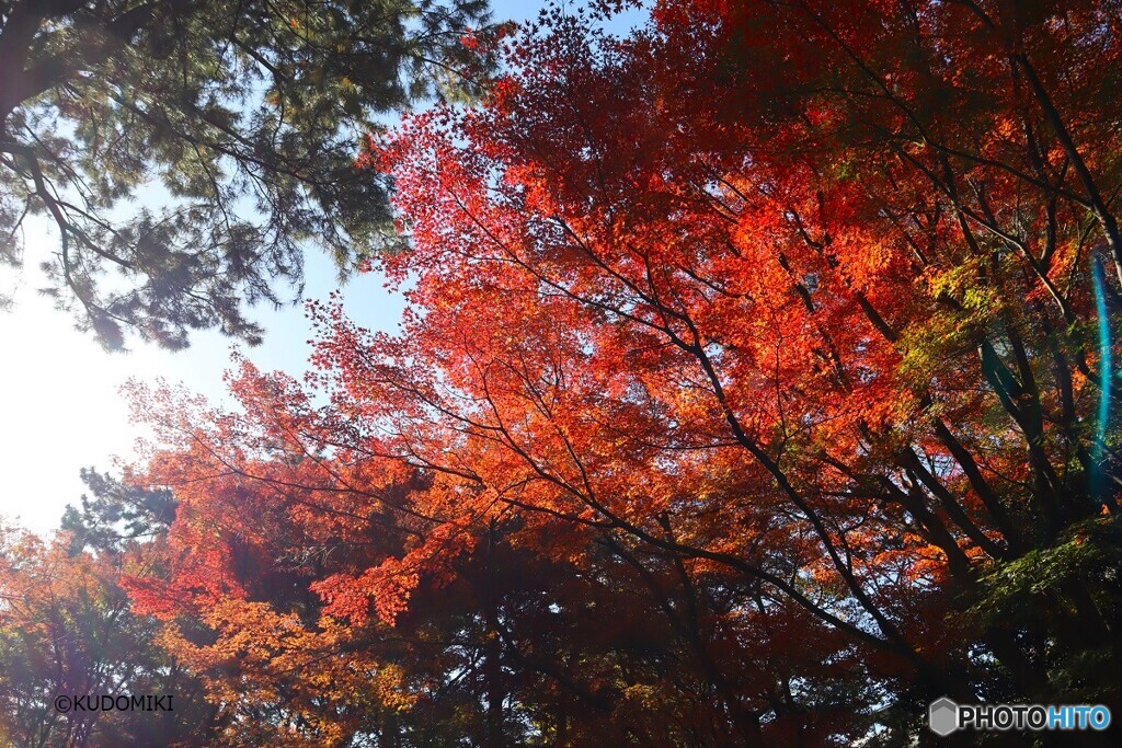 御殿山庭園で