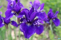 次々開花
