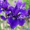次々開花