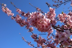 河津桜